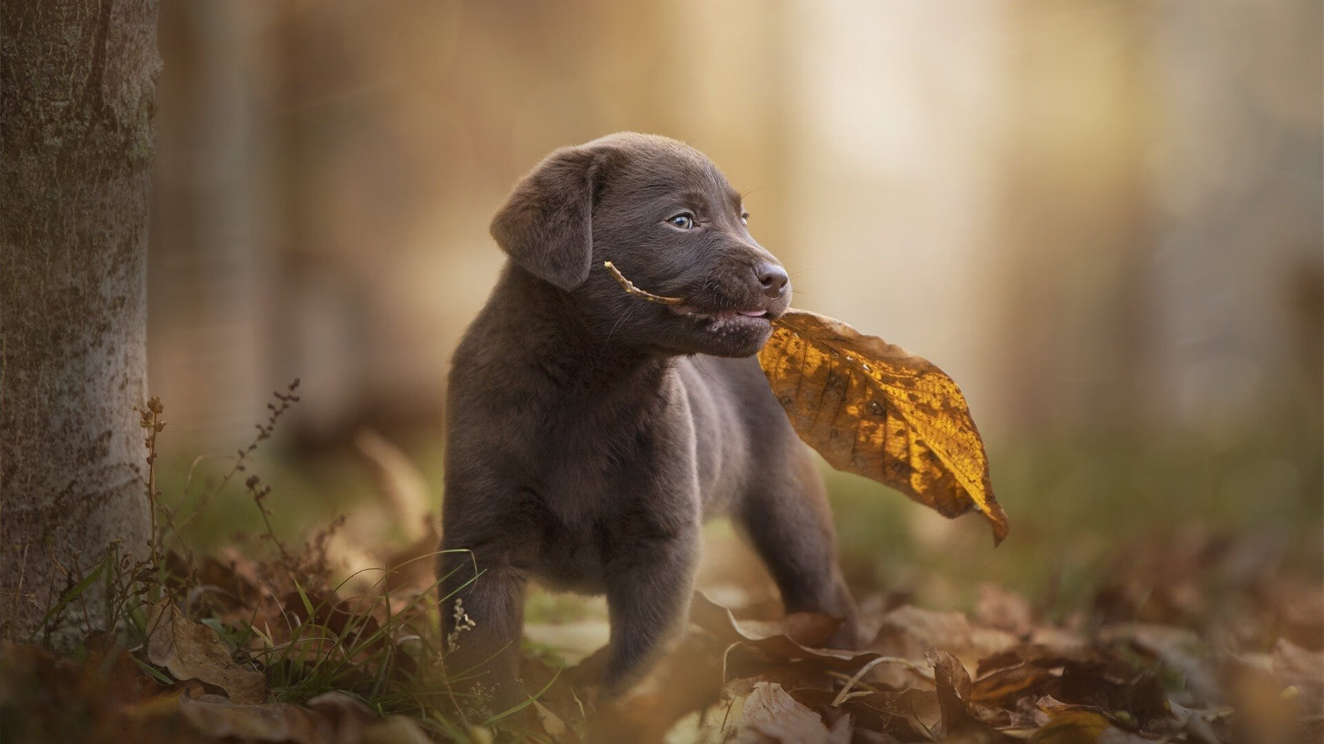独行侠的孤星与灰熊的狂潮，爱德华兹如何以个人节奏改写团队命运